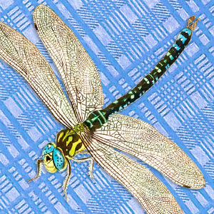Ladybugs and Dragonflies BUNDLE - 6 Sheets